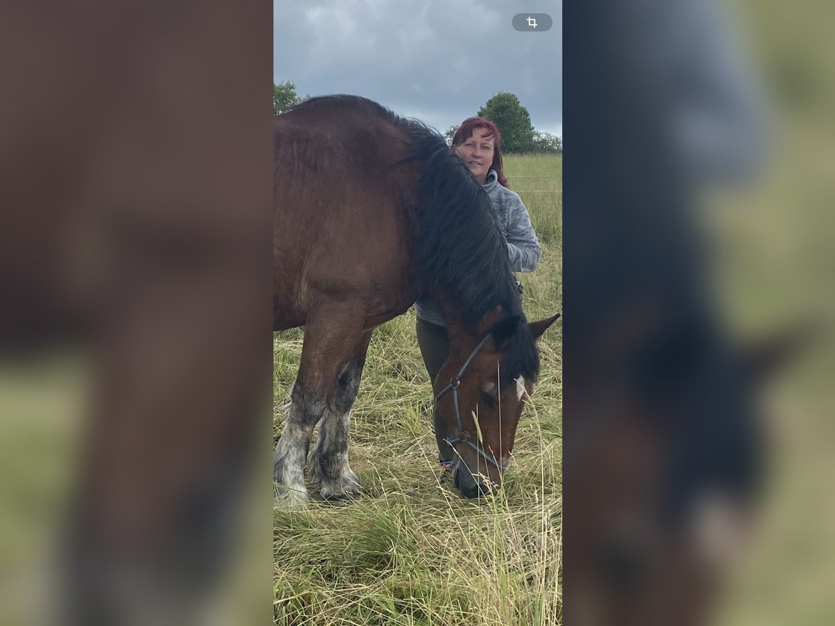 Sächs.-Thüring. koudbloed Ruin 21 Jaar 170 cm Bruin in MildenauMildenau