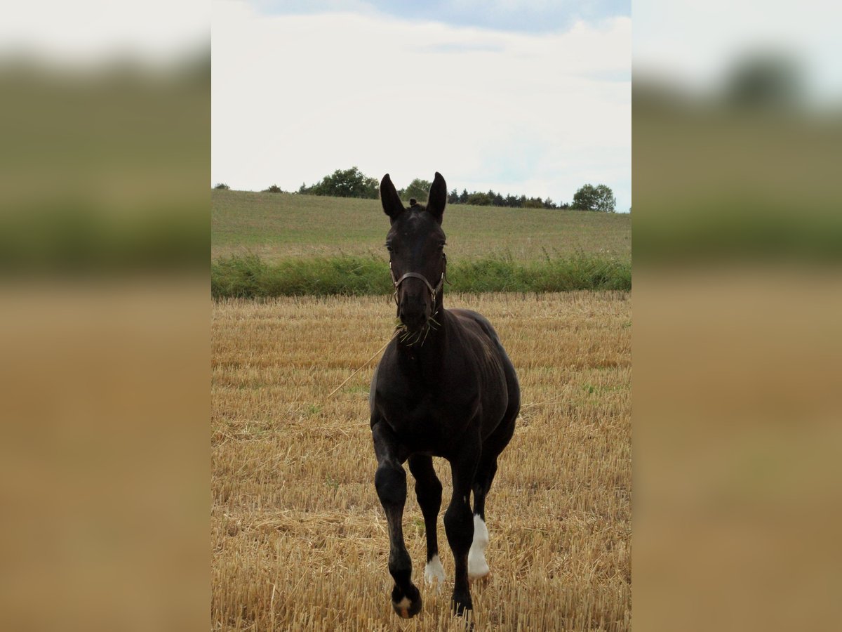 Sächsisches Warmblut Hengst Fohlen (03/2025) 165 cm Rappe in Sohland an der Spree