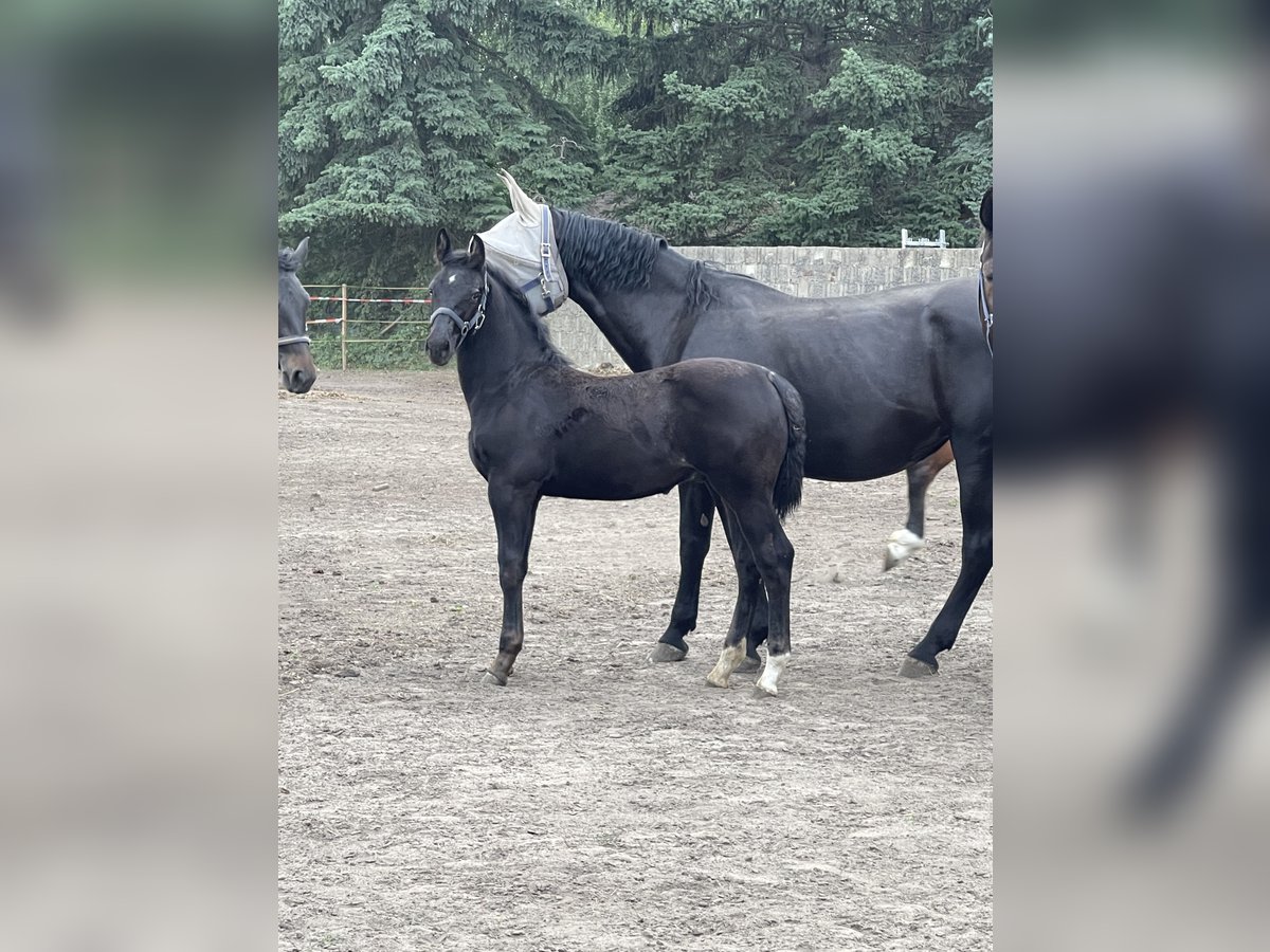 Sächsisches Warmblut Hengst Fohlen (02/2025) Schwarzbrauner in CoswigCoswig