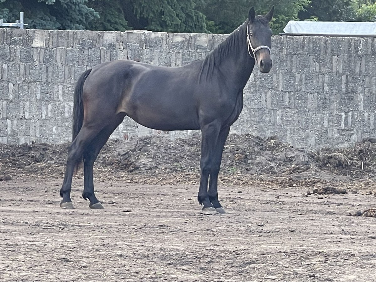 Sächsisches Warmblut Stute 2 Jahre 161 cm Schwarzbrauner in Coswig