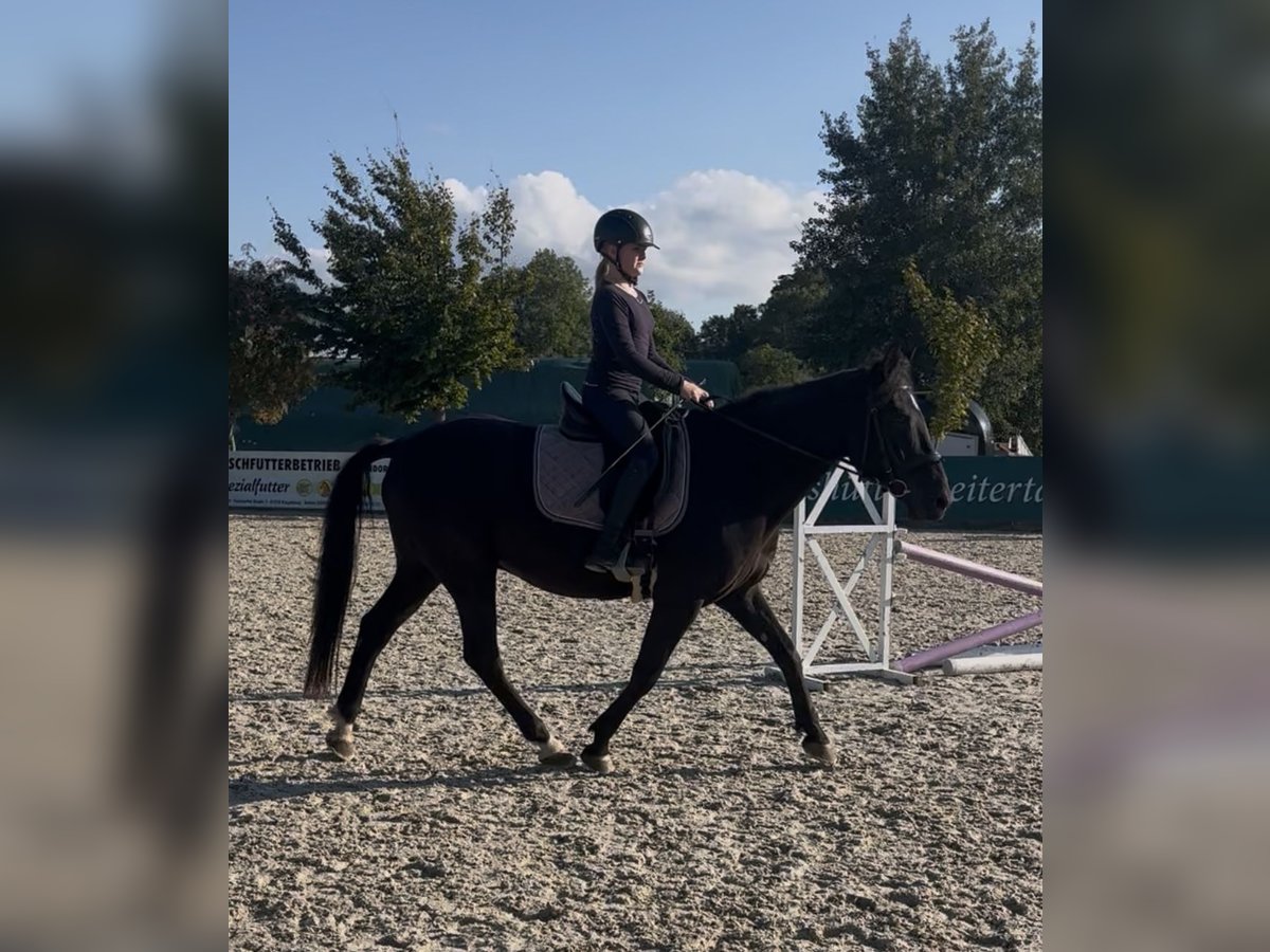 Sächsisches Warmblut Mix Wallach 12 Jahre 155 cm Dunkelbrauner in Glash&#xFC;tte/ Oberfrauendorf