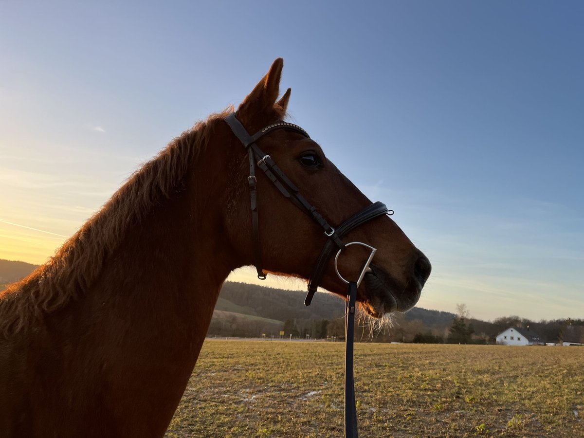 Sächsisches Warmblut Wallach 19 Jahre 176 cm Fuchs in Itzgrund