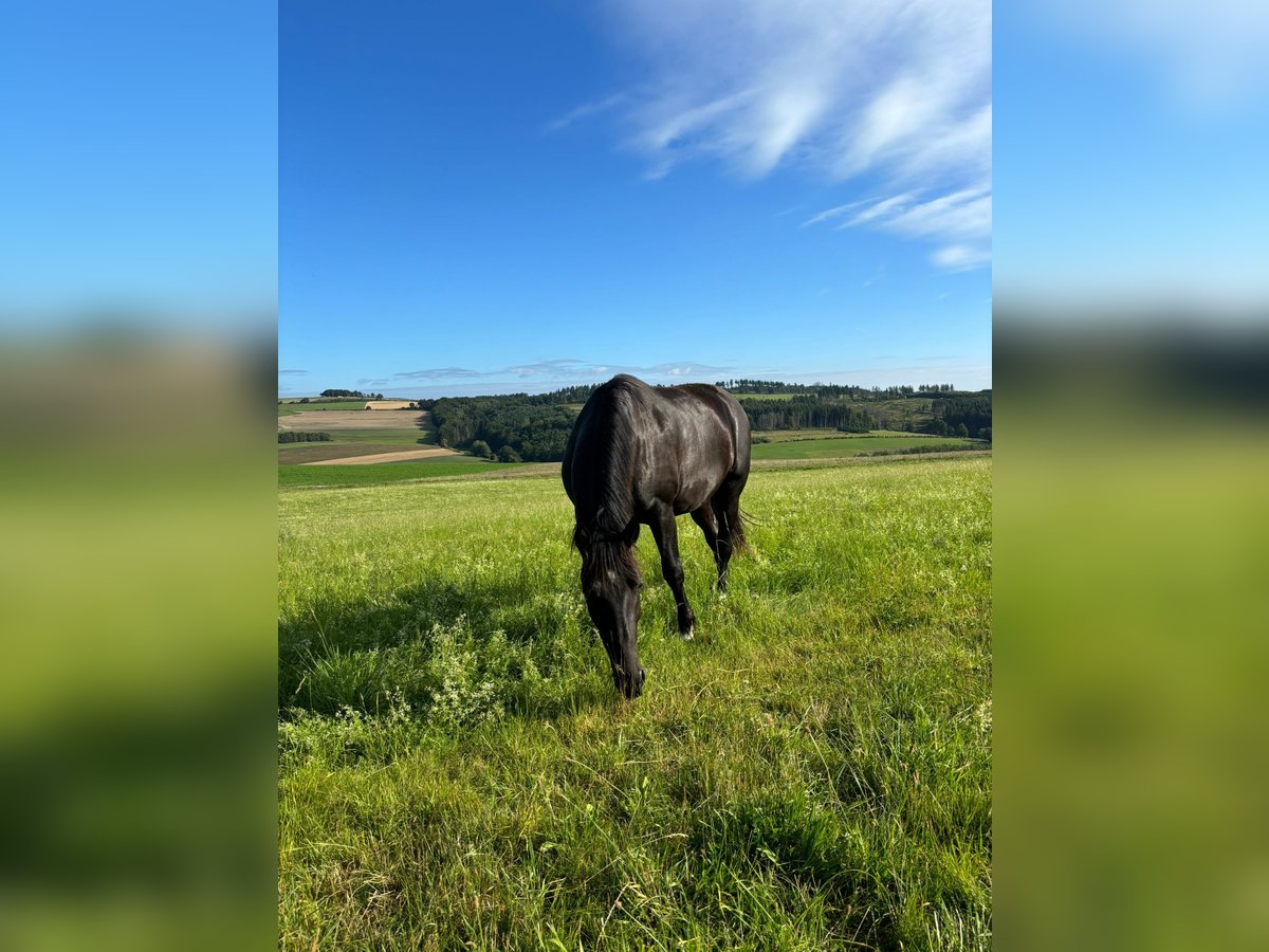 Sächsisches Warmblut Wallach 4 Jahre 165 cm Rappe in Bromskirchen