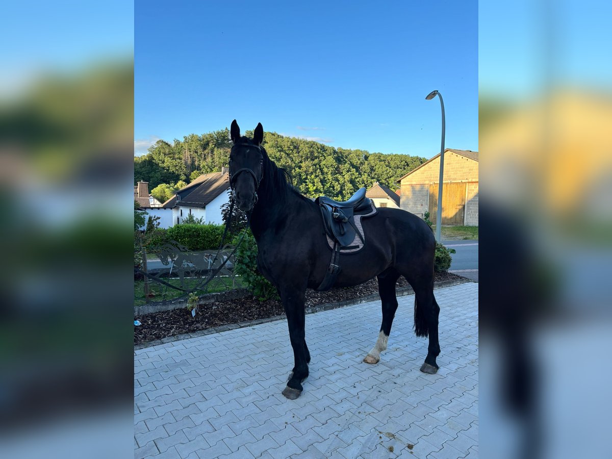 Sächsisches Warmblut Wallach 4 Jahre 175 cm Rappe in Bromskirchen