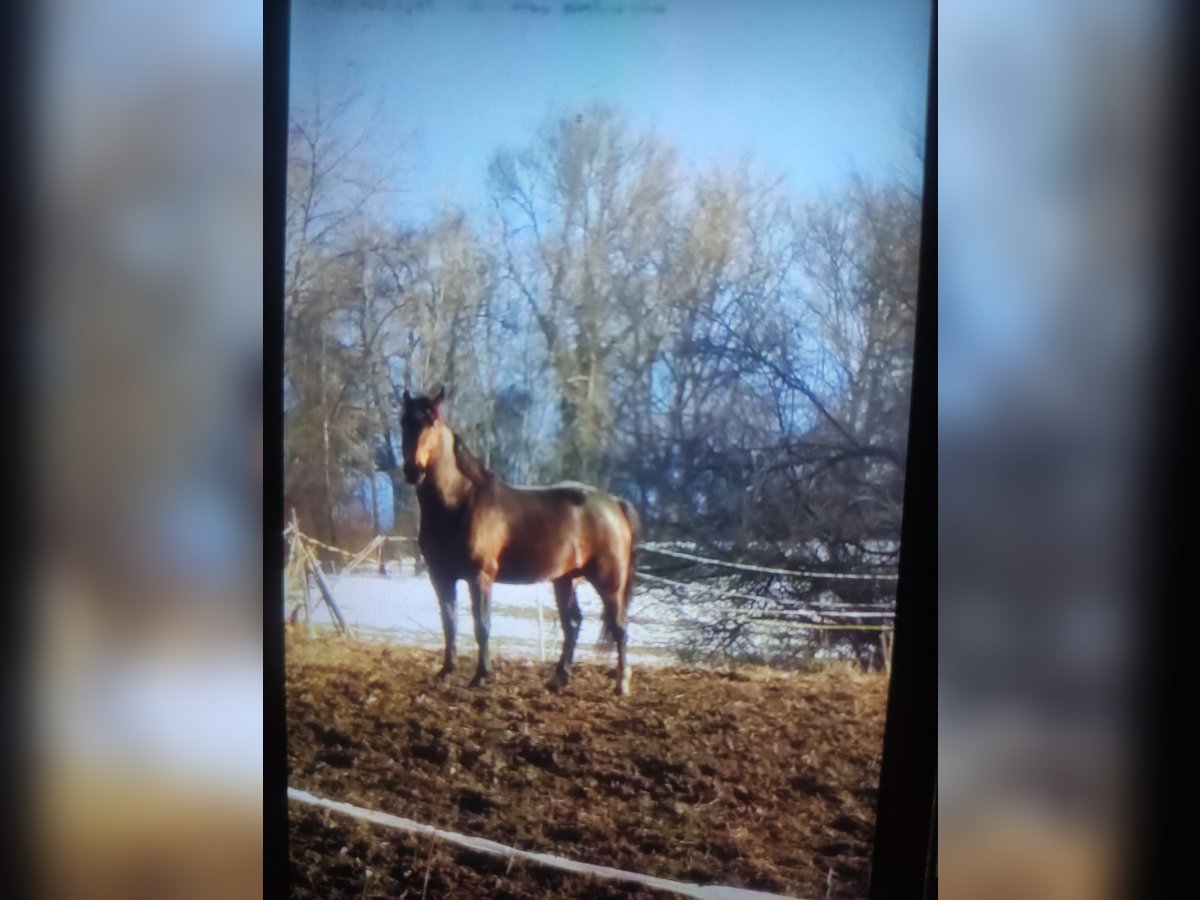 Sächsisches Warmblut Mix Wallach 5 Jahre 165 cm Brauner in Stühlingen