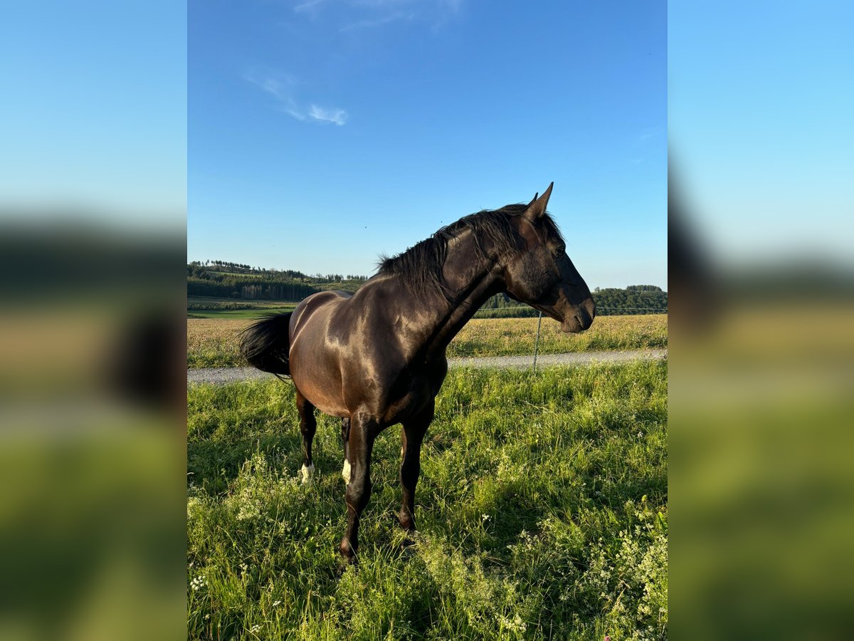 Sächsisches Warmblut Wallach 5 Jahre 167 cm Rappe in Bromskirchen