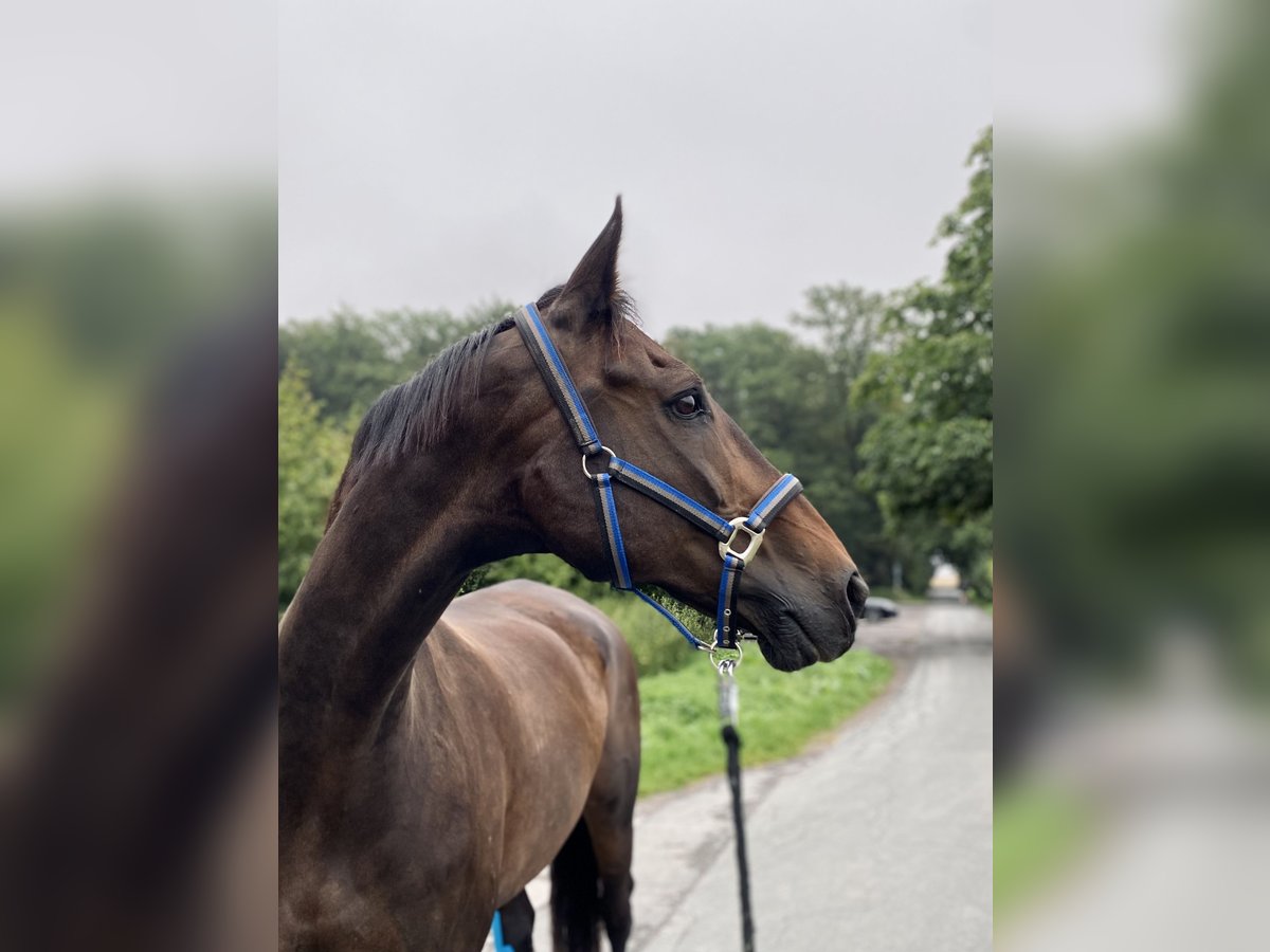 Sajonia-Anhaltiner Caballo castrado 24 años 172 cm Castaño oscuro in Lehrte