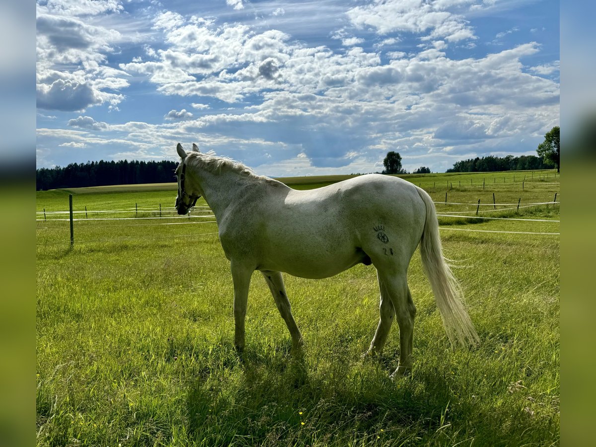 Sajonia-Anhaltiner Caballo castrado 25 años 170 cm Tordo in Tirschenreuth