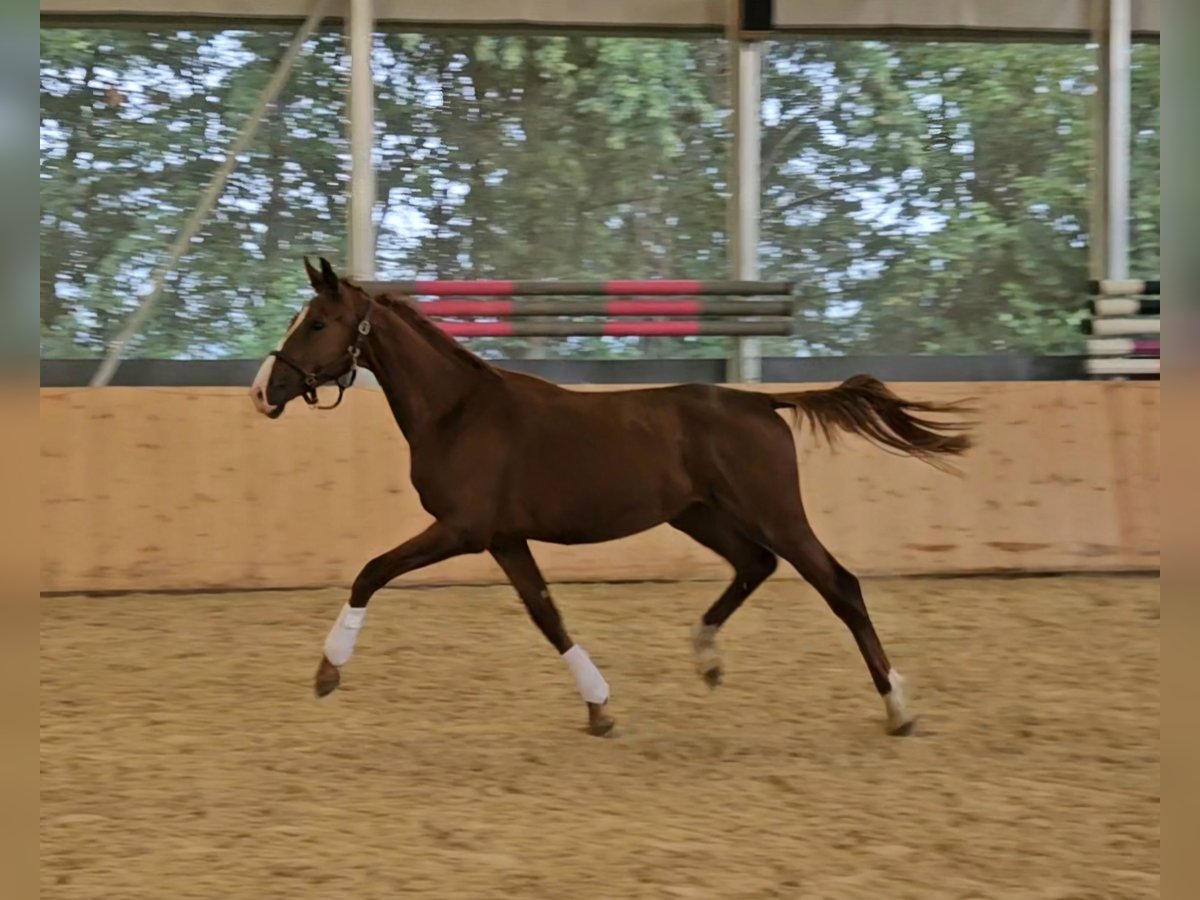 Sajonia-Anhaltiner Semental 2 años 160 cm Alazán in Au in der Hallertau