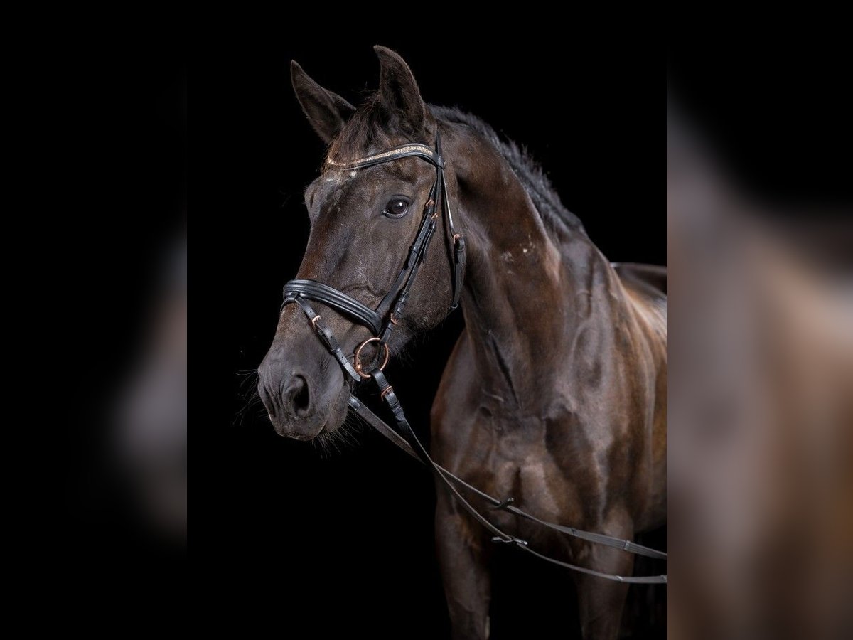 Saksoński koń gorącokrwisty Wałach 19 lat 167 cm Kara in Evessen