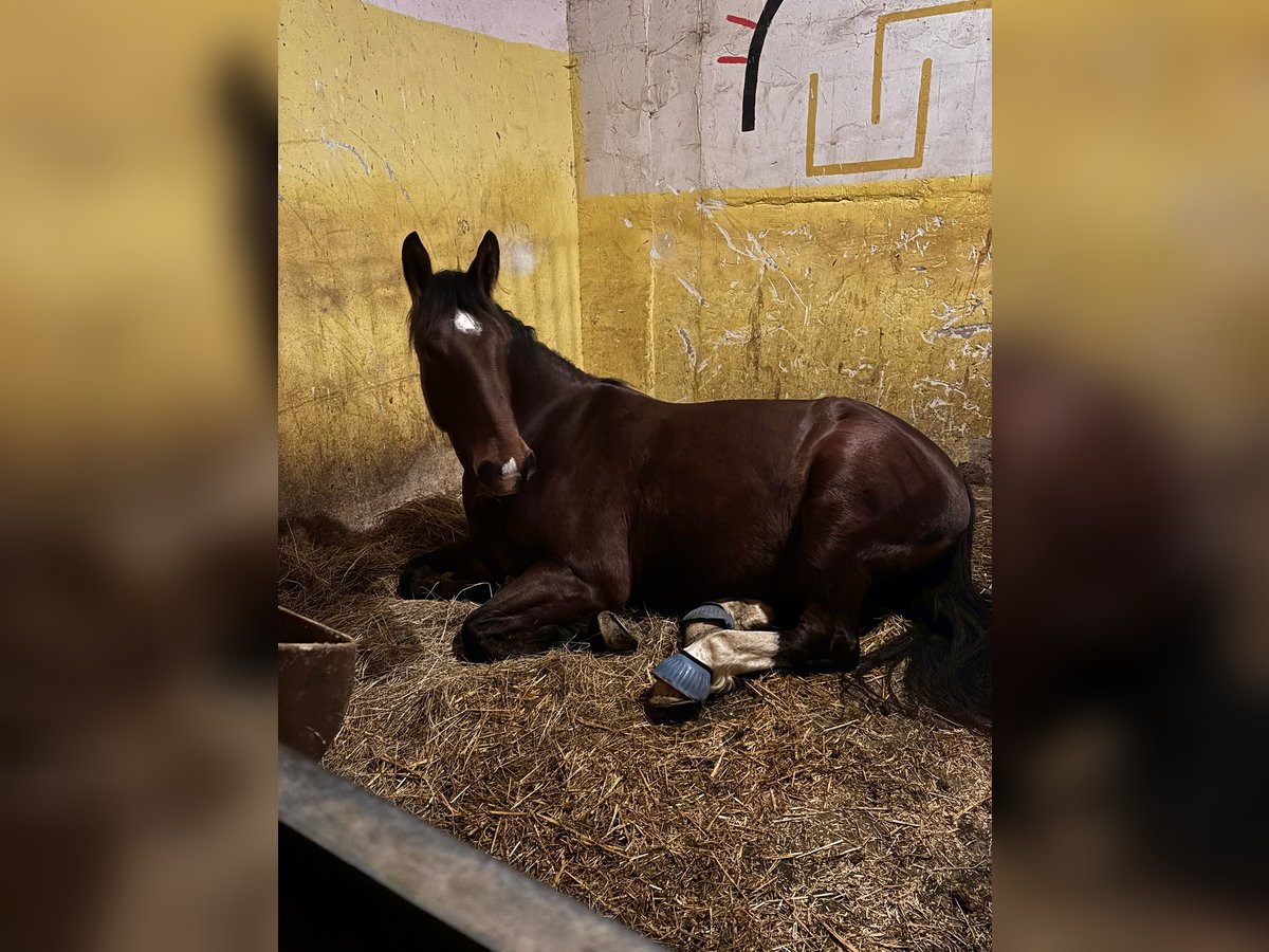 Saksoński koń gorącokrwisty Wałach 5 lat 170 cm Ciemnogniada in Hohenfelden