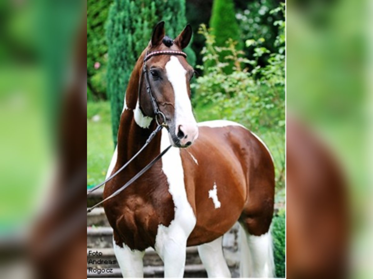 SAMICO F Hessisches Warmblut Hengst in Korbach