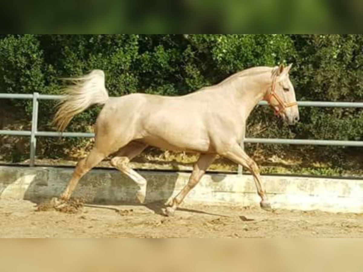SANDOKAN CREMELO CDE FÜR IHRE STUTEN IN MELLE Lusitanos Hengst in Conil de la Frontera