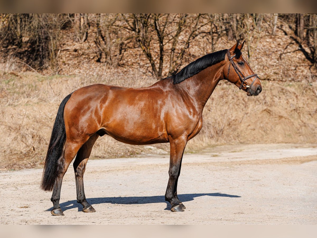 Sang-chaud letton Hongre 5 Ans 160 cm Bai cerise in Vilnius