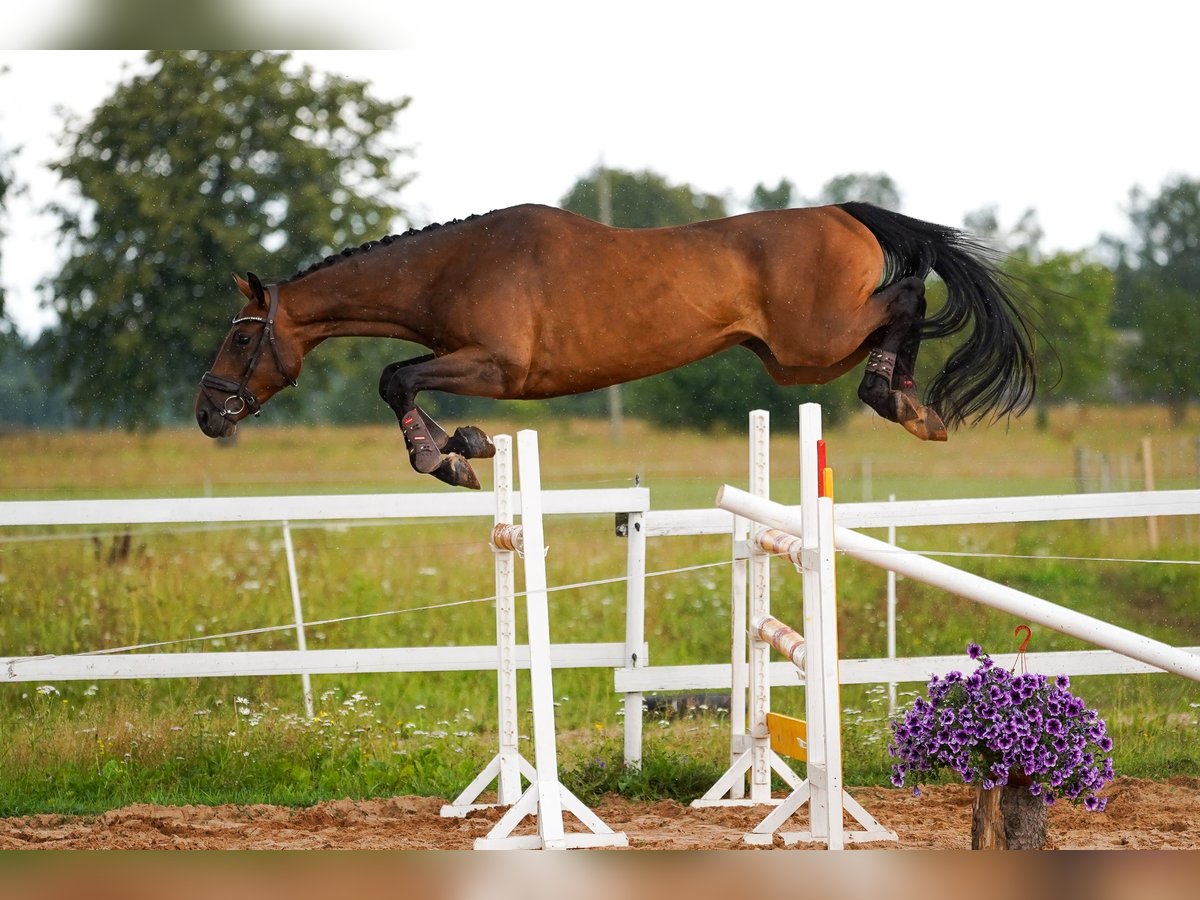 Sang-chaud letton Hongre 5 Ans 166 cm Bai cerise in Sigulda