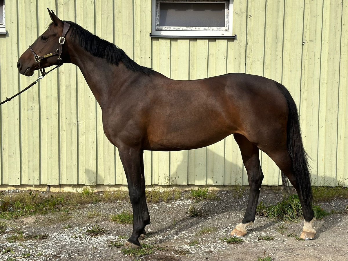 Sang-chaud letton Jument 10 Ans 168 cm Bai in Tallinn