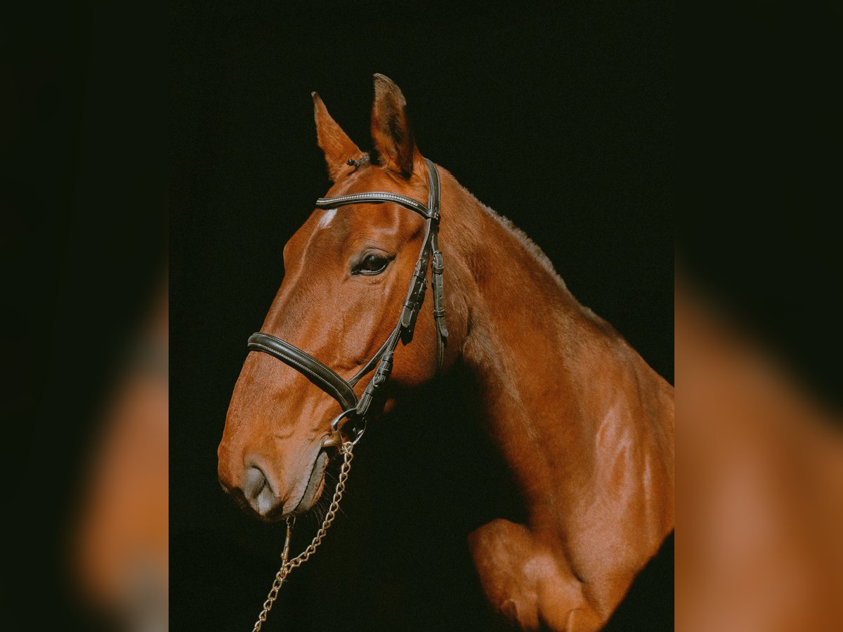 Sang-chaud letton Jument 7 Ans 170 cm Bai cerise in Talsi