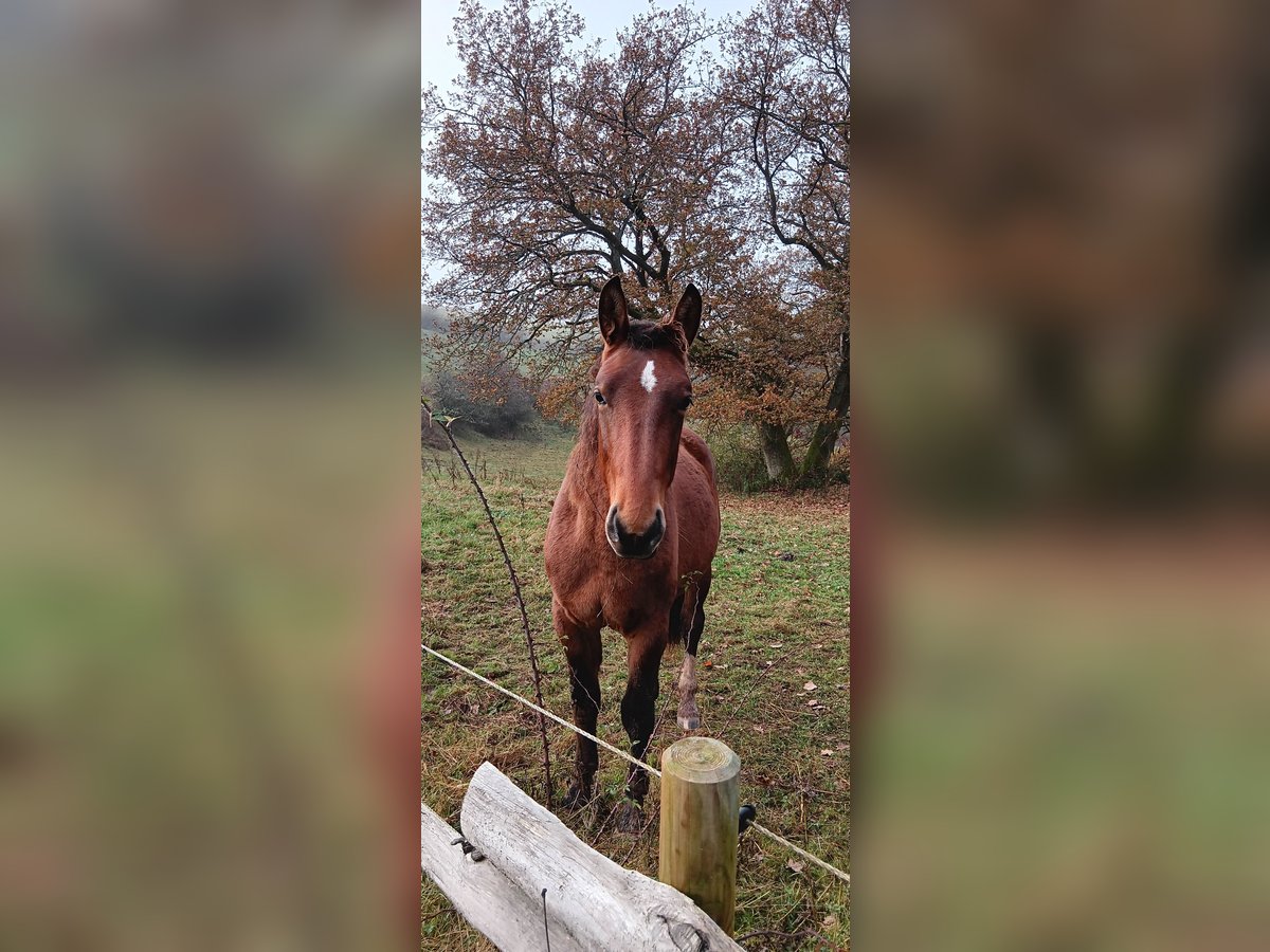 Sang-chaud lourd Étalon 1 Année Bai in Frankenberg (Eder)