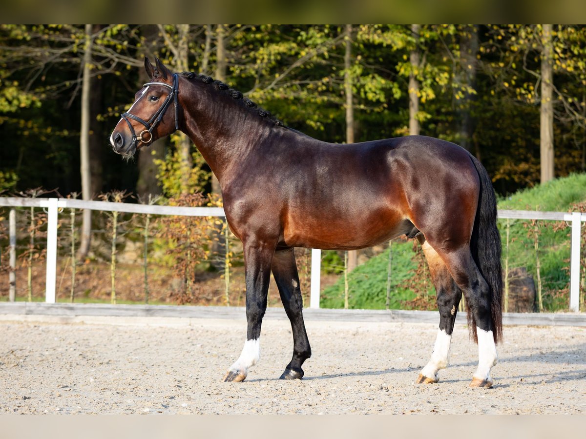 Sang-chaud lourd Étalon 2 Ans Bai in Moritzburg