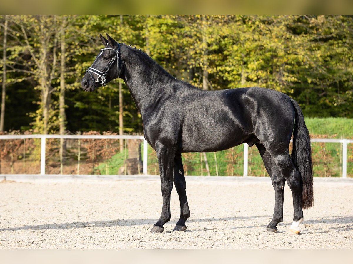 Sang-chaud lourd Étalon 2 Ans Noir in Moritzburg