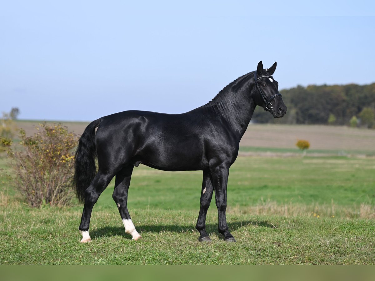 Sang-chaud lourd Étalon 2 Ans Noir in Moritzburg