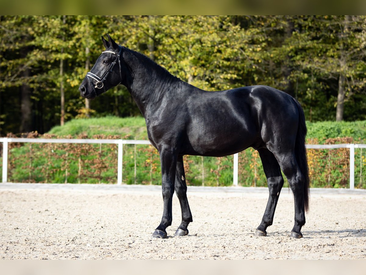 Sang-chaud lourd Étalon 2 Ans Noir in Moritzburg