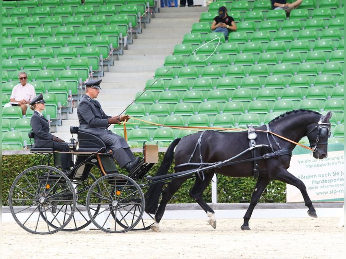 Sang-chaud lourd Étalon Noir in Nordhausen