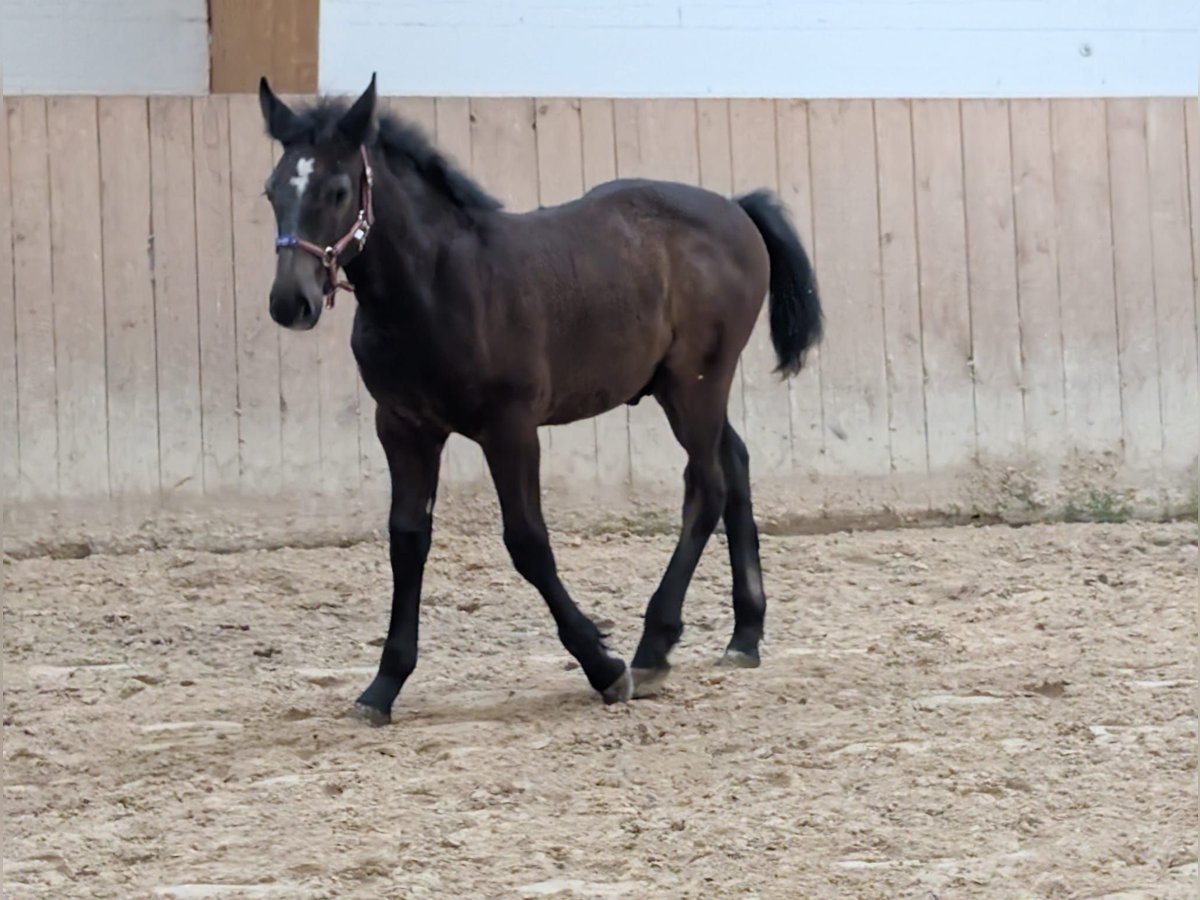 Sang-chaud lourd Étalon Poulain (05/2025) 160 cm Peut devenir gris in Meiningen