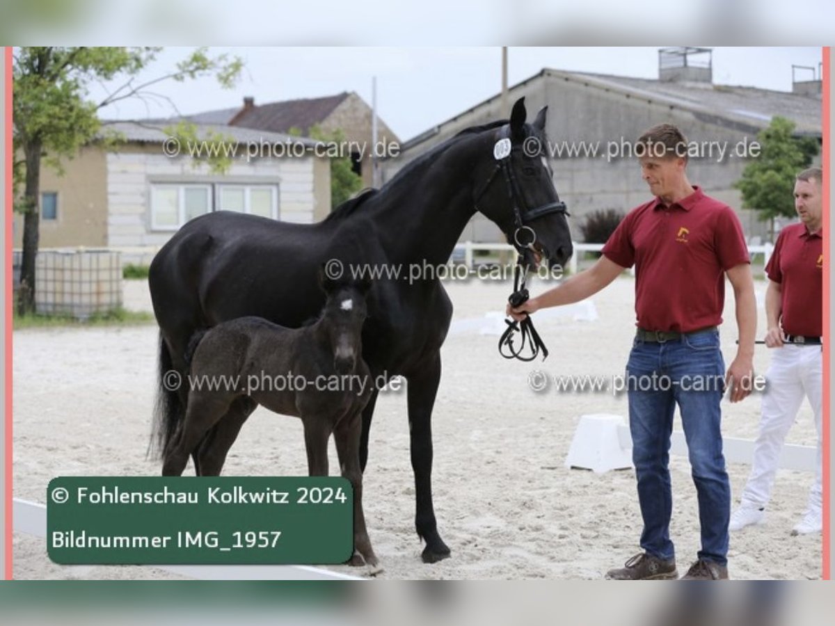 Sang-chaud lourd Étalon Poulain (06/2024) 164 cm Noir in RadduschVetschau