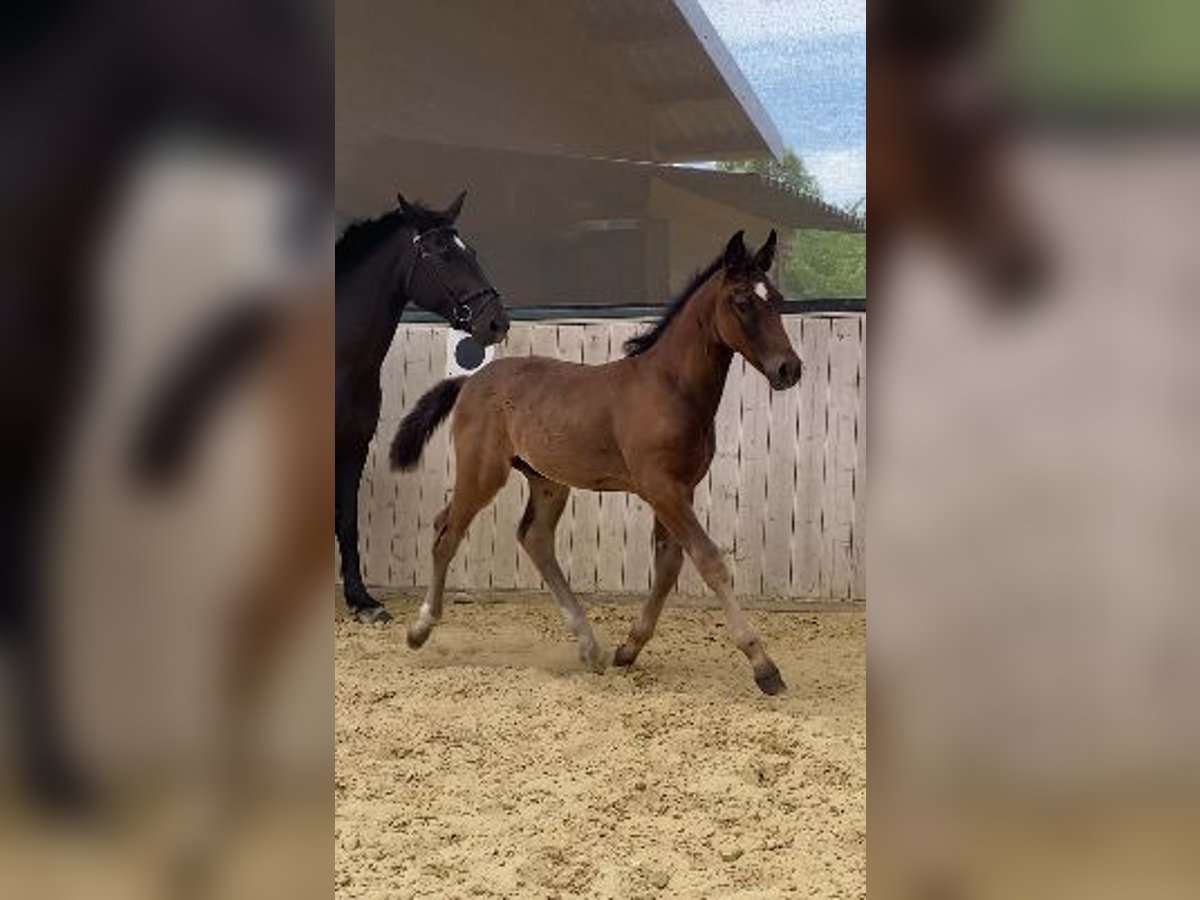 Sang-chaud lourd Étalon Poulain (04/2024) 165 cm Noir in Ascheberg