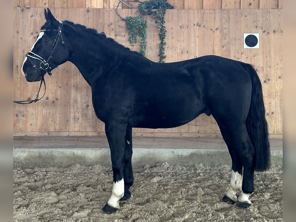 Sang-chaud lourd Hongre 3 Ans 164 cm Noir in Riedlingen