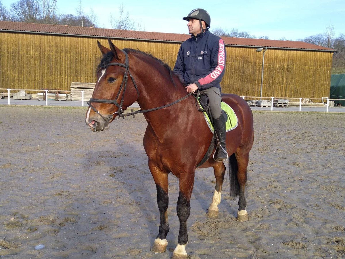 Sang-chaud lourd Croisé Hongre 3 Ans 165 cm Bai in Kamenz