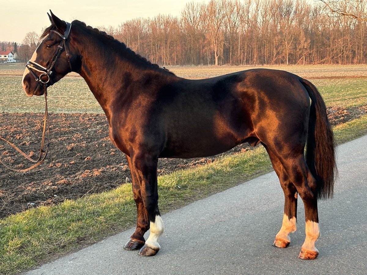 Sang-chaud lourd Hongre 3 Ans 167 cm Noir in Riedlingen