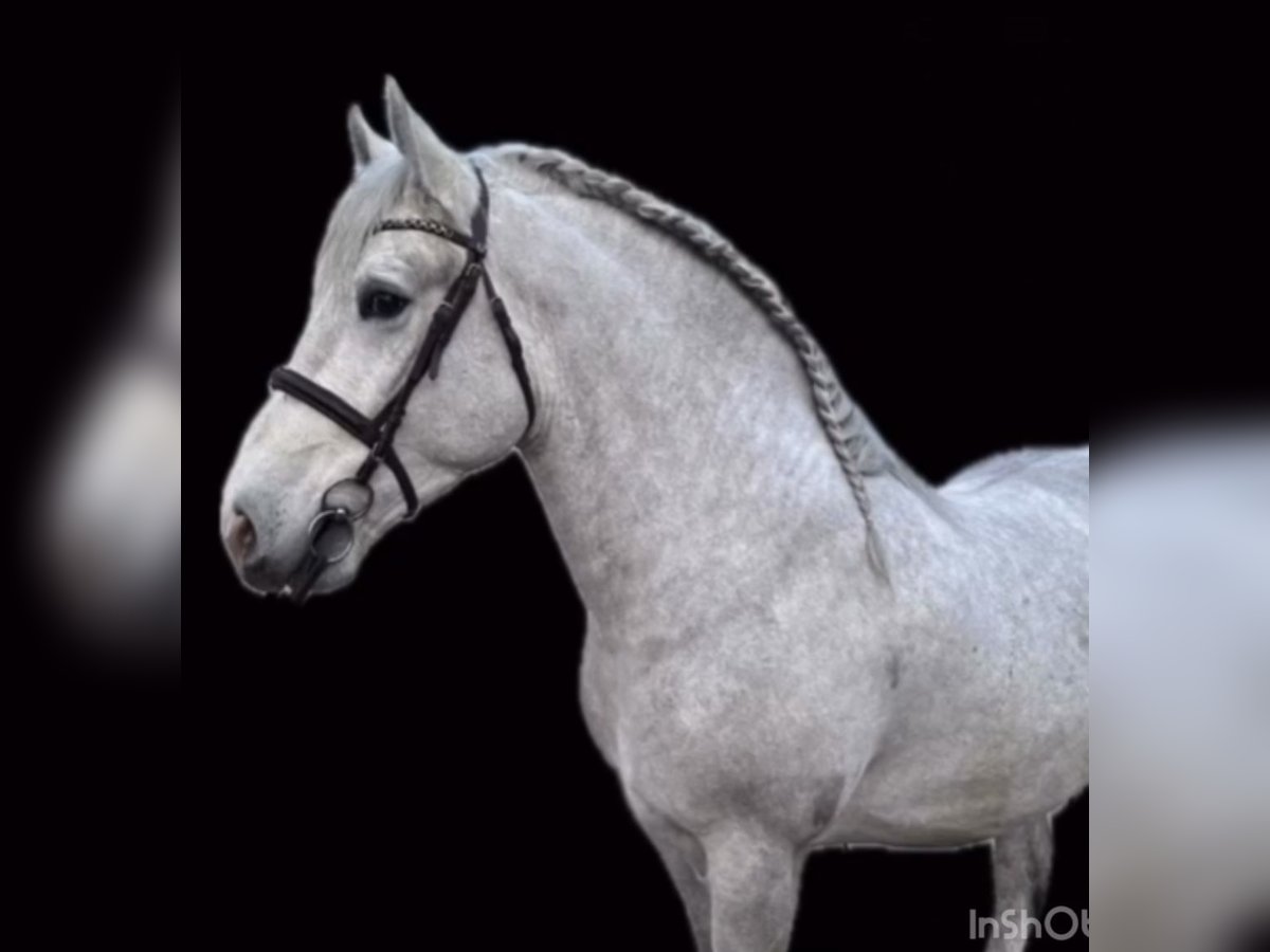 Sang-chaud lourd Hongre 4 Ans 160 cm Gris in Nebra