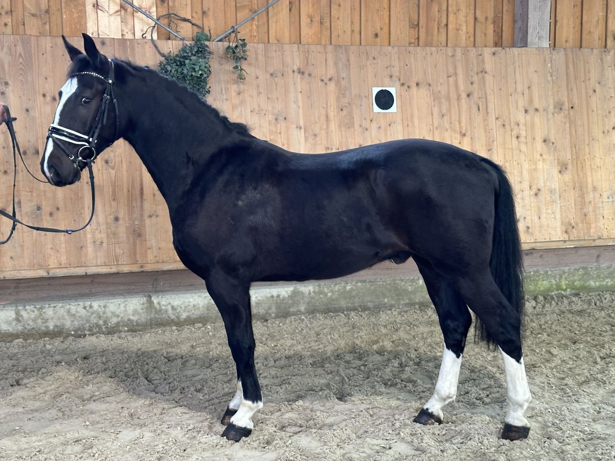 Sang-chaud lourd Hongre 4 Ans 162 cm Noir in Riedlingen