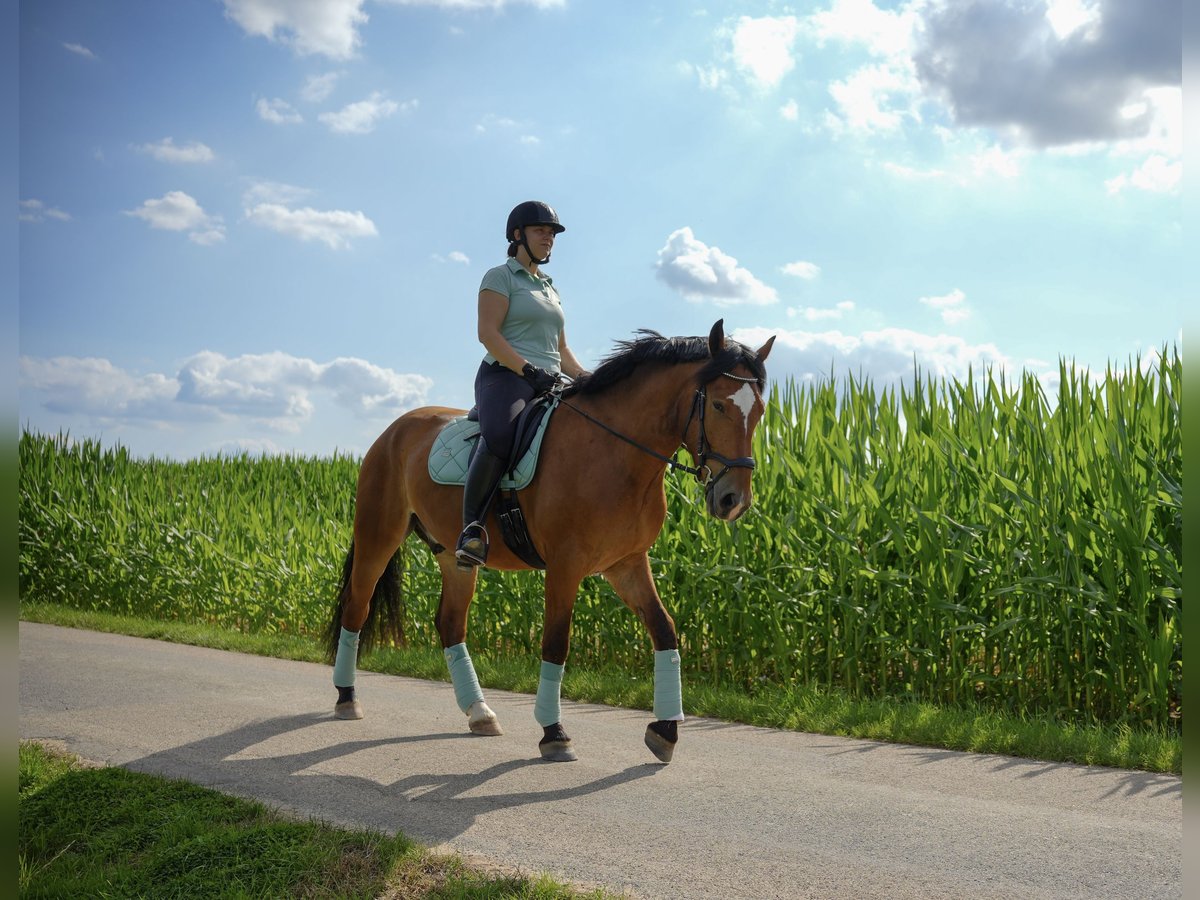 Sang-chaud lourd Croisé Hongre 5 Ans 165 cm Bai in KleveKleve