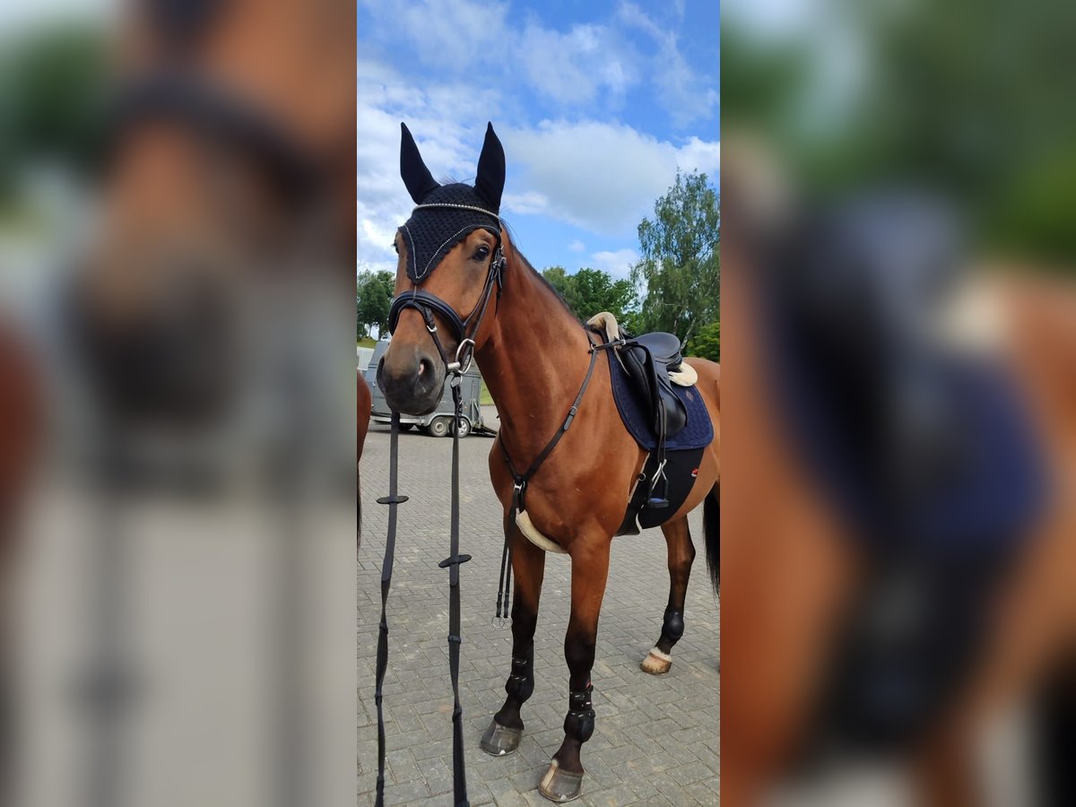 Sang-chaud lourd Hongre 5 Ans 172 cm Alezan in &#xC9;tiolles