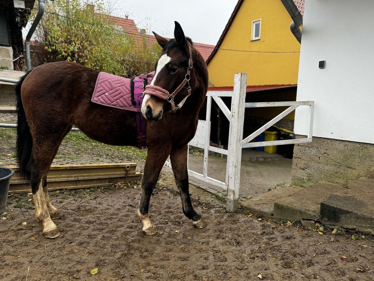 Sang-chaud lourd Jument 1 Année 150 cm Bai brun in Kleinschwabhausen