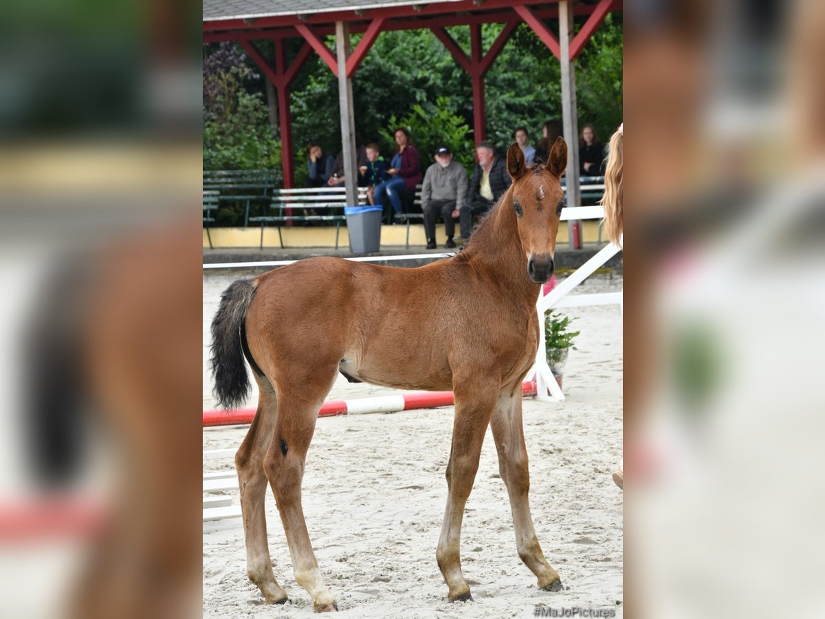 Sang-chaud lourd Jument 1 Année 168 cm Bai brun in ChüdenSalzwedel