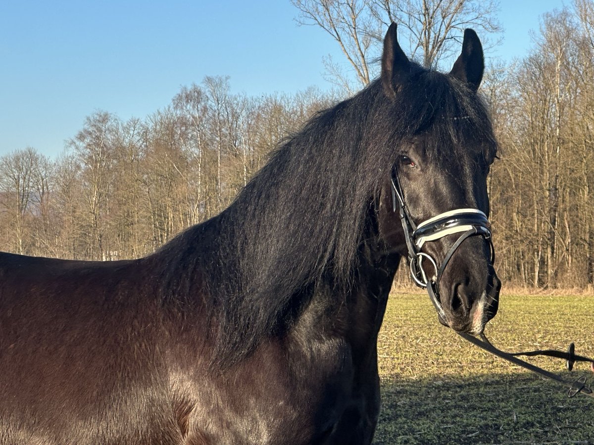 Sang-chaud lourd Croisé Jument 4 Ans 157 cm Noir in Riedlingen