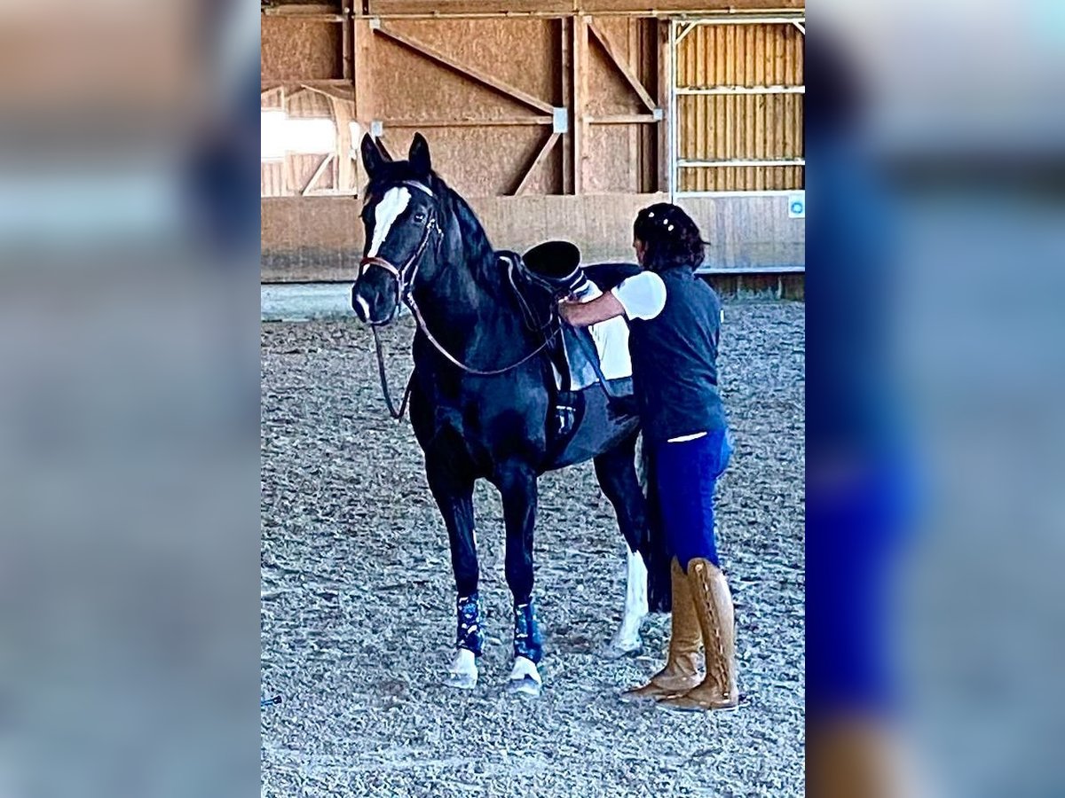 Sang-chaud lourd Jument 6 Ans 162 cm Noir in Tulln