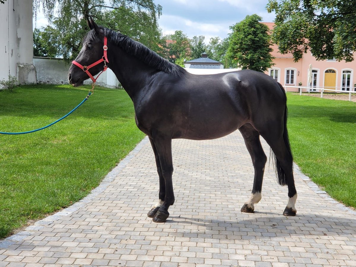 Sang-chaud lourd Jument 6 Ans 165 cm Noir in Pyrbaum