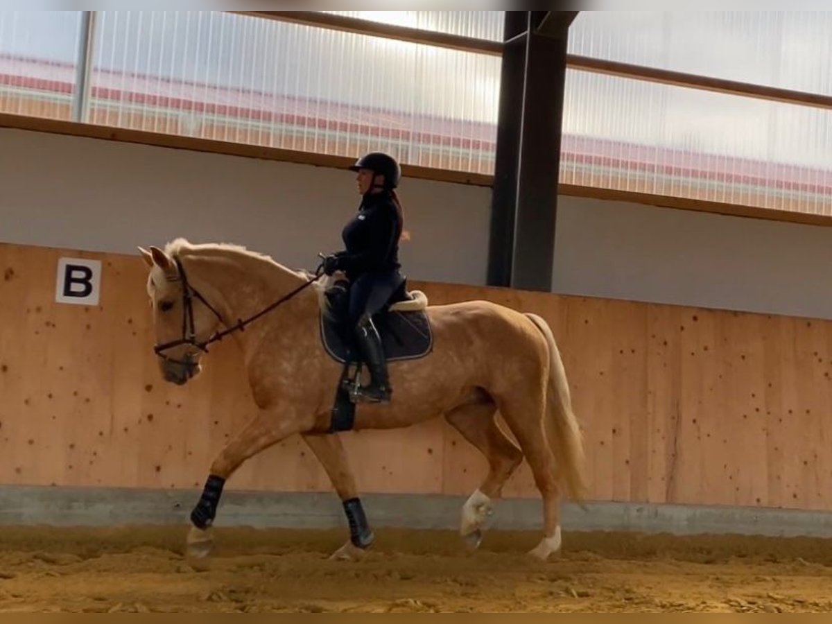 Sang-chaud lourd Croisé Jument 6 Ans 165 cm Palomino in Westerheim