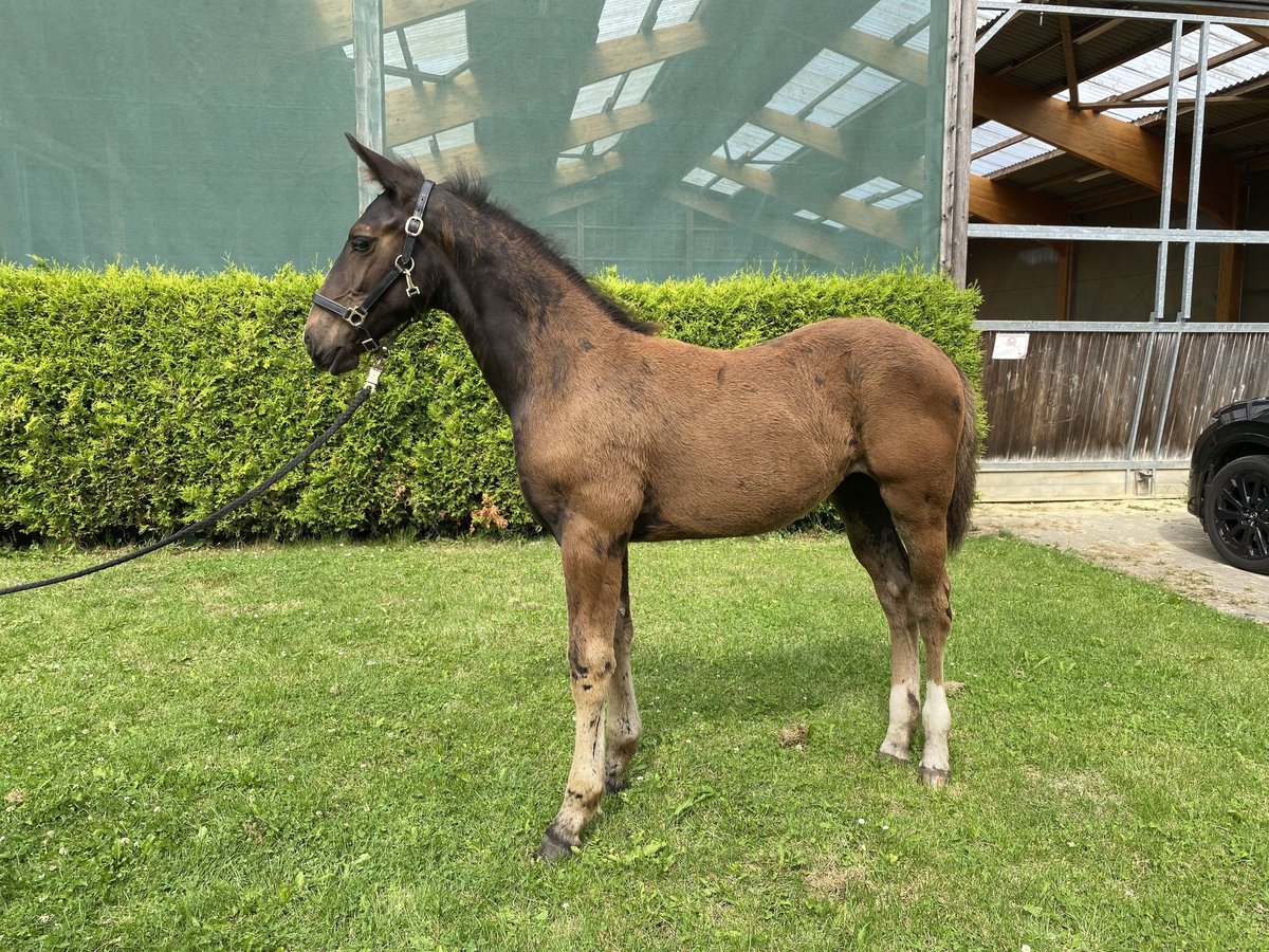 Sang-chaud lourd Jument Poulain (04/2024) 165 cm Noir in Ascheberg