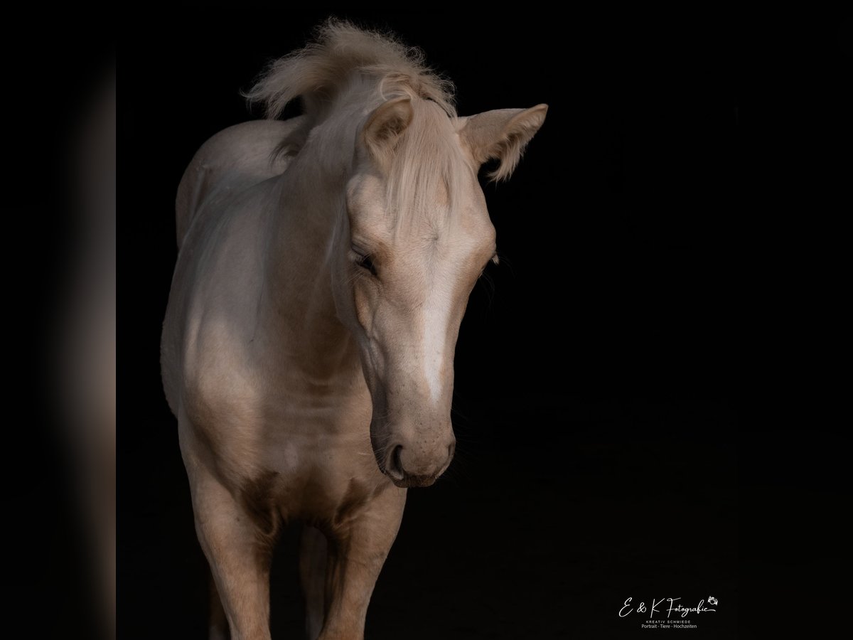 Sang-chaud Mecklembourg Étalon 1 Année Palomino in Neumünster