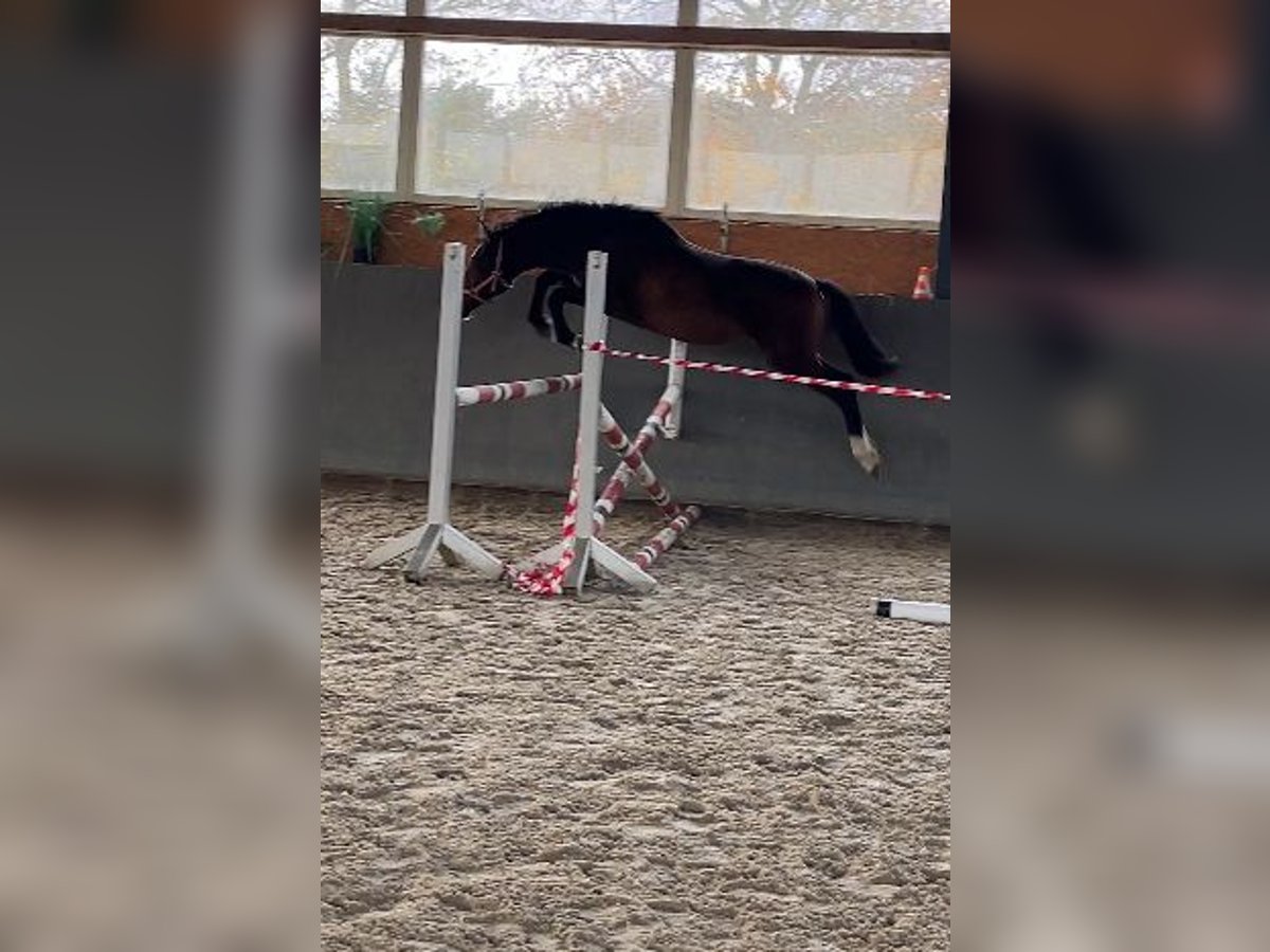 Sang-chaud Mecklembourg Étalon 2 Ans 163 cm Bai brun in Papenhagen Sang-chaud Mecklembourg Étalon 2 Ans 163 cm Bai brun in Papenhagen