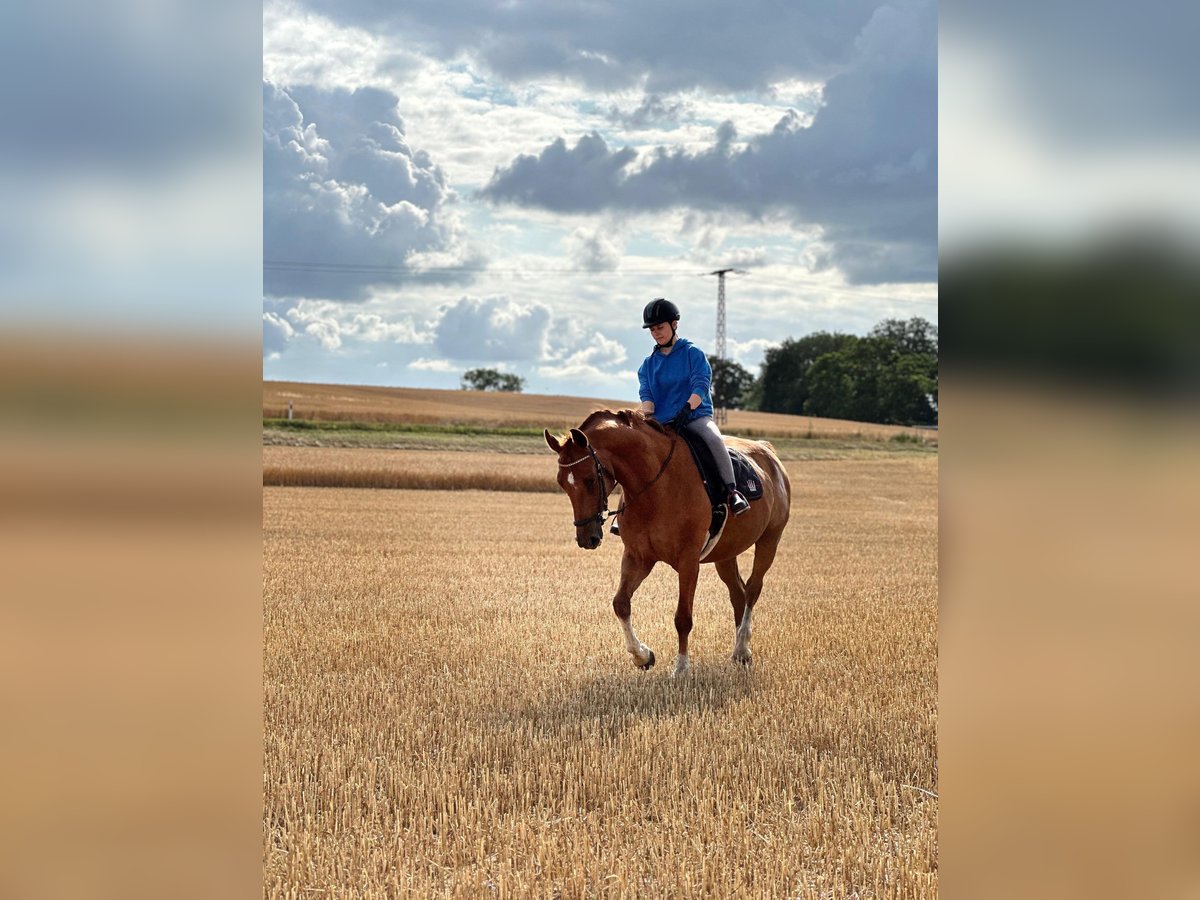 Sang-chaud Mecklembourg Hongre 13 Ans 165 cm Alezan in Dargen