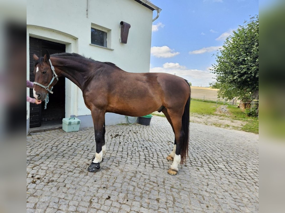 Sang-chaud Mecklembourg Hongre 14 Ans 169 cm Bai brun in Leutersdorf