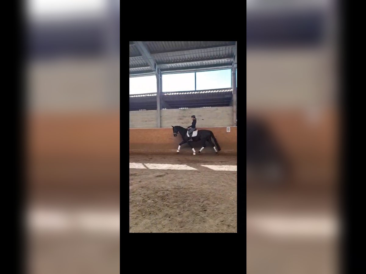 Sang-chaud Mecklembourg Hongre 15 Ans 169 cm Noir in Ludwigslust