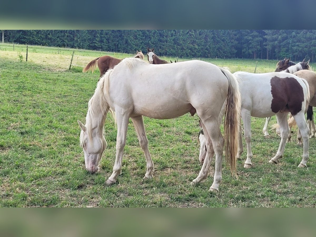 Sang-chaud Mecklembourg Hongre 4 Ans 152 cm Cremello in Mörsdorf